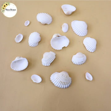 Sea Shells