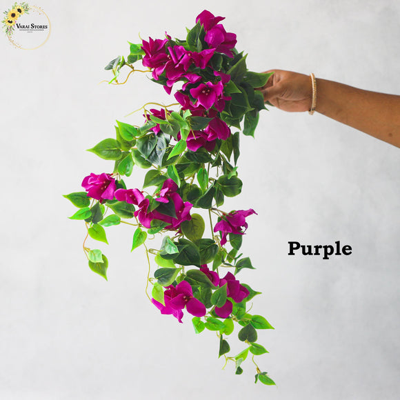 Bouganvillea