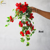 Bouganvillea