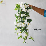 Bouganvillea