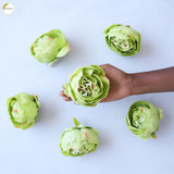 Big Peony Heads (Set of 6 )