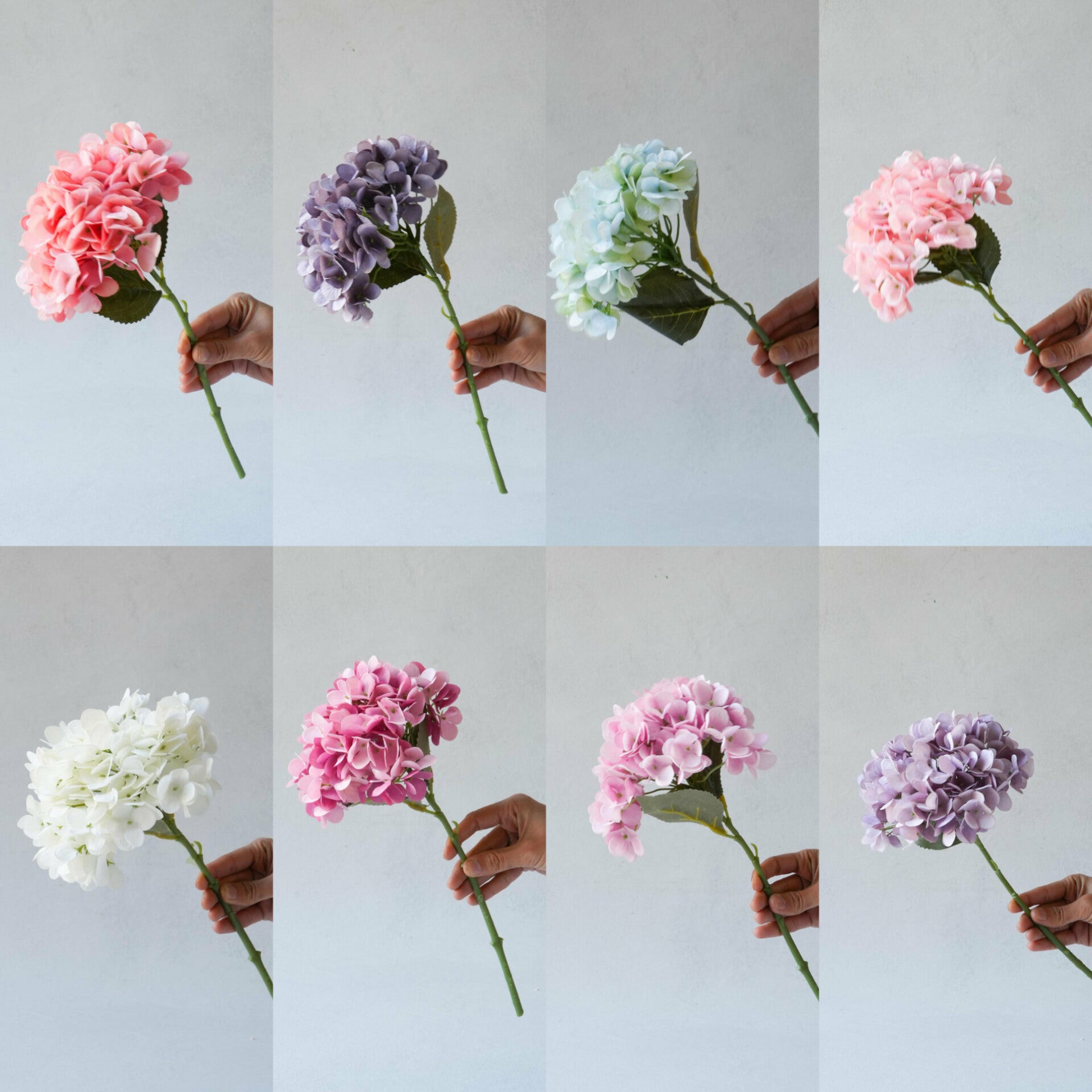 Hydrangea